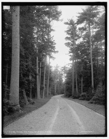 Among the pines, Melburne i.e. Shelburne Farms, Vt., between 1900 and 1906. Creator: Unknown.