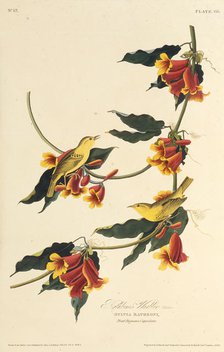 The Rathbone Warbler. From "The Birds of America", 1827-1838. Creator: Audubon, John James (1785-1851).