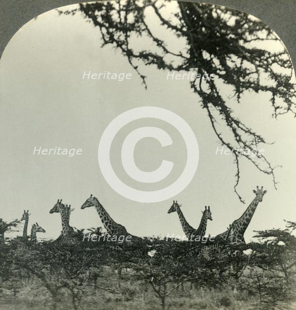 'Giraffes in the Kruger National Park, Transvaal, the Game Sanctuary of South Africa', c1930s. Creator: Unknown.