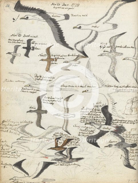 Seabirds, 1778-1779. Creator: Jan Brandes.