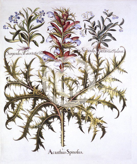 Spiny Bear's Breech and Forget-Me-Nots, from 'Hortus Eystettensis', by Basil Besler (1561-1629), pub