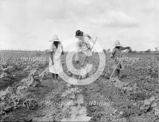 A Negro tenant farmer and several members of his family hoeing cotton...Alabama, 1936. Creator: Dorothea Lange.