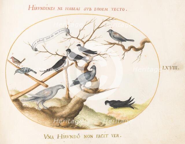 Animalia Volatilia et Amphibia (Aier): Plate LXVIII, c. 1575/1580. Creator: Joris Hoefnagel.