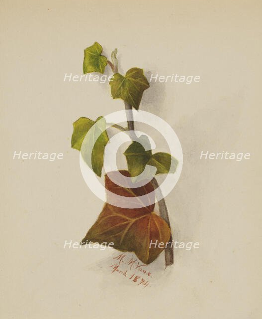 Untitled (Ivy), 1874. Creator: Mary Vaux Walcott.