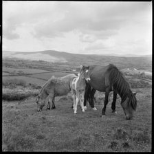 Wild ponies grazing, Cornwall, 1967-1970. Creator: Eileen Deste.