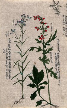 Two fruiting plants with conspicuous red and purple fruits and an outline of a third plant. Creator: Unknown.