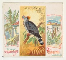 Top Knot Pigeon, from Birds of the Tropics series (N38) for Allen & Ginter Cigarettes, 1889. Creator: Allen & Ginter.