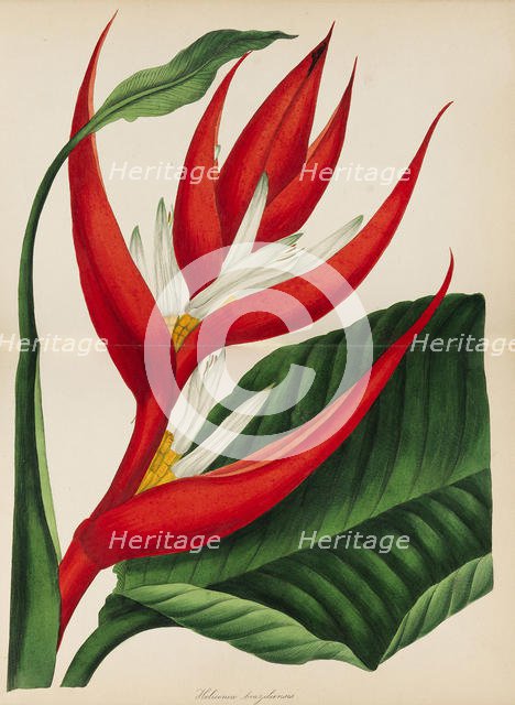 Paxton's Magazine of Botany, 1841. Creator: Paxton, Sir Joseph (1803-1865).