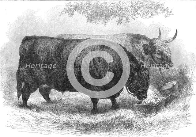 Prize oxen at the Smithfield Club Cattle Show, 1872. Creator: John Greenaway.