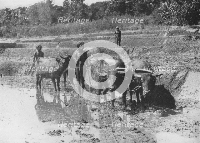 'Buffaloes Ploughing Paddy Fields', c1890, (1910). Artist: Alfred William Amandus Plate.