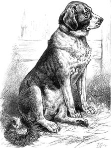 The St. Bernard Dog Show: Leila, the Champion Smooth-Coated Female, 1883. Creator: J. G..