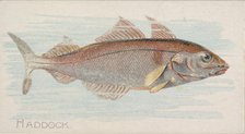 Haddock, from the Fish from American Waters series (N8) for Allen & Ginter Cigarettes Brands, 1889. Creator: Allen & Ginter.