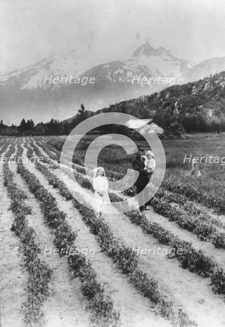 Scene on farm in southeastern Alaska, where small fruits and vegetables..., between c1900 and 1923. Creator: Unknown.