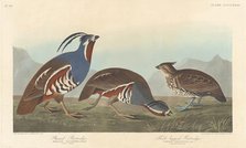 Plumed Partridge and Thick-legged Partridge, 1838. Creator: Robert Havell.