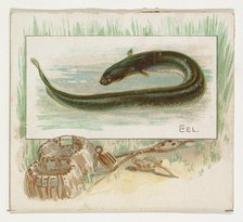 Eel, from Fish from American Waters series (N39) for Allen & Ginter Cigarettes, 1889. Creator: Allen & Ginter.