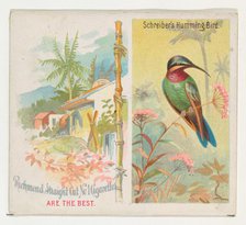 Schreiber's Hummingbird, from Birds of the Tropics series (N38) for Allen & Ginter Cigaret..., 1889. Creator: Allen & Ginter.