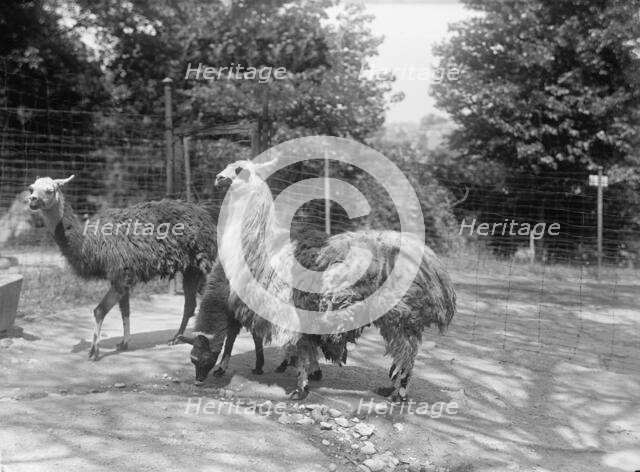 Zoo, Washington, D.C.: Llama, 1916. Creator: Harris & Ewing.