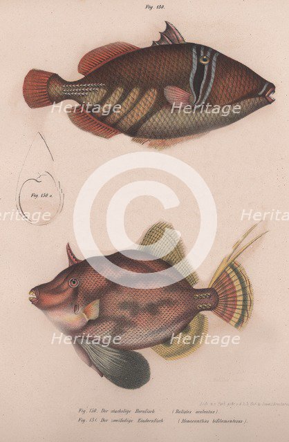 Prickly Hornfish (Batistes aculeatus), Monacanthus bifilamentosus, c.1850s. Artist: Unknown.