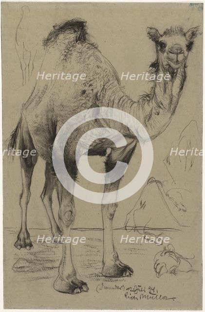 Dromedary, 1894. Creator: Richard Müller (Austrian, 1874-1930).