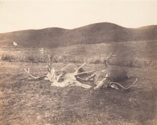 [Two Stags and Roe Buck], ca. 1858. Creator: Horatio Ross.