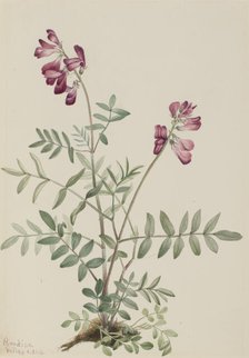 Northern Hedysarum (Hedysarum boreale), 1916. Creator: Mary Vaux Walcott.