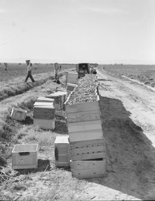 Pea harvest...industrialized agriculture on Sinclair Ranch, Imperial Valley, CA, 1939. Creator: Dorothea Lange.