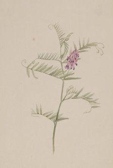 Vicia americana, ca. 1917-1918. Creator: Mary Vaux Walcott.