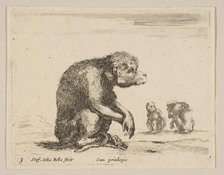 Plate 3: seated monkey, from 'Various animals' (Diversi animali), ca. 1641. Creator: Stefano della Bella.