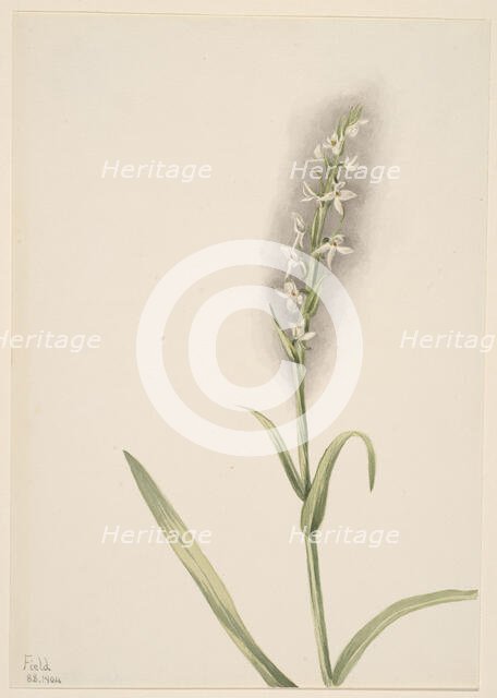 Untitled--Plant Study, 1904. Creator: Mary Vaux Walcott.