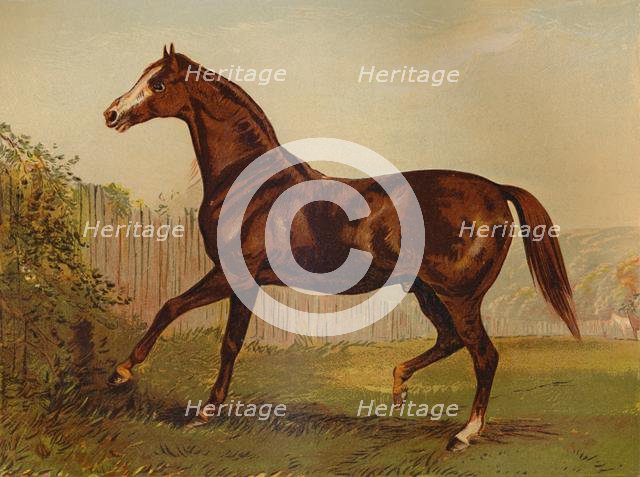 'Thoroughbred Sire "Blair Athol", winner of the Derby & St Leger 1864', c1879. Creator: Unknown.
