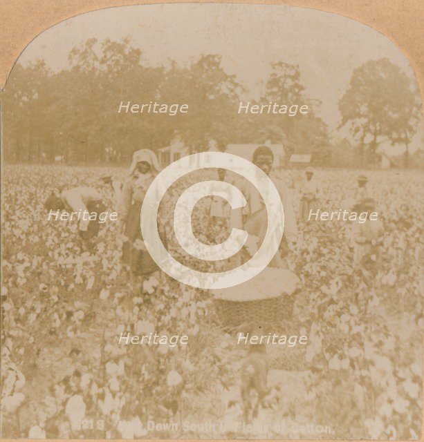 'Cotton-Picking.', c1900. Artist: Unknown.