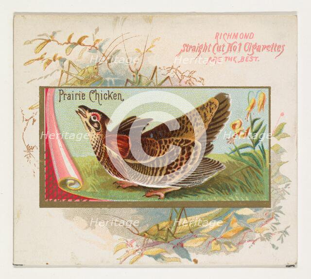 Prairie Chicken, from the Game Birds series (N40) for Allen & Ginter Cigarettes, 1888-90 Creator: Allen & Ginter.