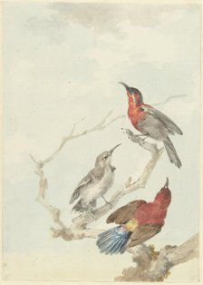 Three Crimson Sunbirds, 1780. Creator: Aert Schouman.
