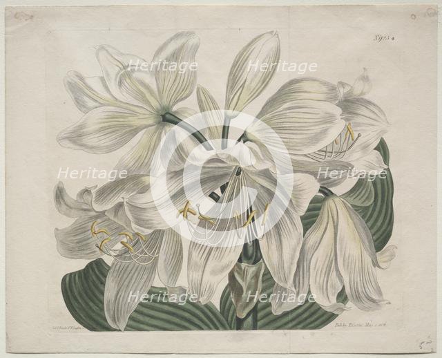 The Botanical Magazine or Flower Garden Displayed: White Cape - Coast Lily, 1806. Creator: Sydenham Edwards (British, 1768-1819); Thomas Curtis (British, 1846-1920).