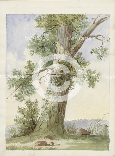 Tree in a landscape, c.1819-c.1870. Creator: Anon.
