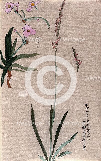 Two plants: herbaceous stems with pink flowers. Creator: Unknown.