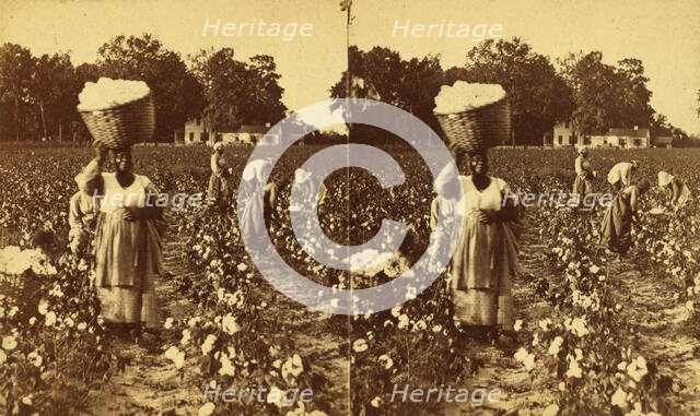 Picking cotton, woman carrying a bale of cotton., (1868-1900?). Creator: J. N. Wilson.