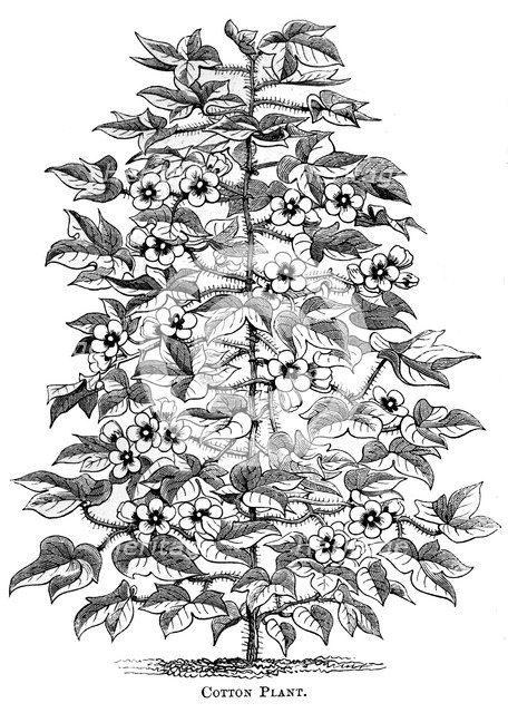 Cotton plant, c1880. Artist: Unknown