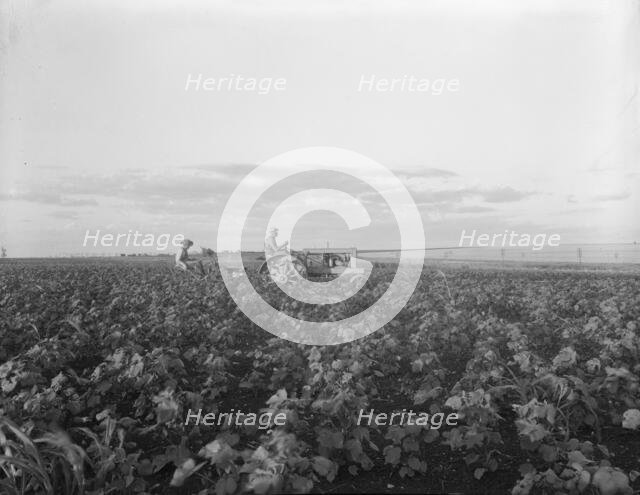 The tractor pulls a riding plow, near Centrae, Texas, 1937. Creator: Dorothea Lange.