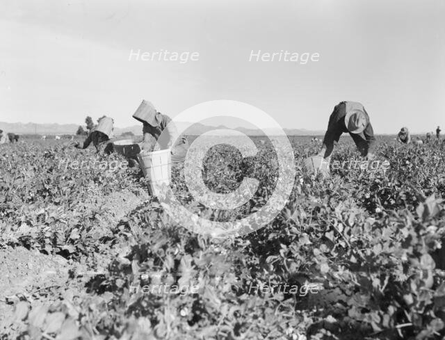 Pea pickers near Calipatria, California, 1939. Creator: Dorothea Lange.