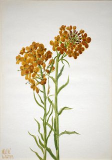 Wallflower (Erysimum wheeleri), 1937. Creator: Mary Vaux Walcott.