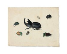 Megasoma Elephas or Megaceras Jason and Six Other Insects, n.d. Creator: Pieter Holsteyn the Younger.