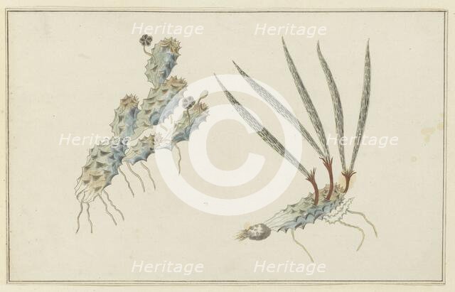 Pectinaria articulata (Ait.) (Stapelia Nigrum), 1777-1786. Creator: Robert Jacob Gordon.