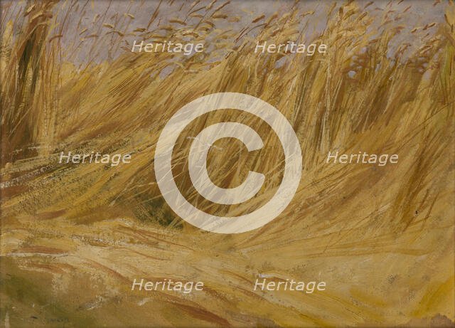 Corn Field (Study), 1901. Creator: Wlodzimierz Tetmajer.