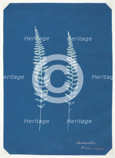 Untitled [ferns], c. 1850.  Creator: Unknown.