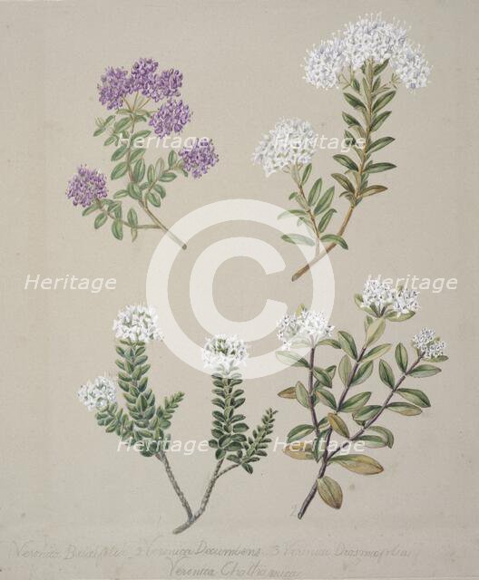 [Veronica  (4 species)], c.1885. Creator: Sarah Featon.