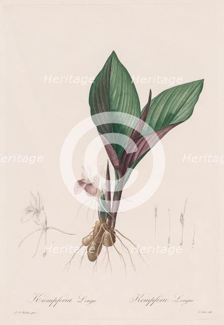 Les Liliacées: Kaempferia longa, 1802-1816. Creator: Henry Joseph Redouté (French, 1766-1853).