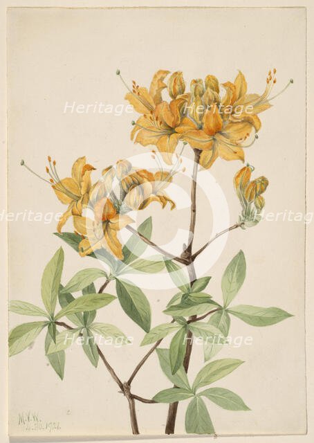 Flame Azalea (Azalea lutea), 1921. Creator: Mary Vaux Walcott.