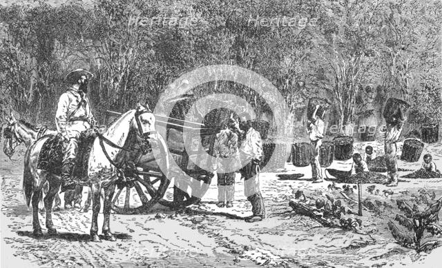 'Coffee Gathering; Rio De Janeiro and the Organ Mountains', 1875. Creator: Thomas Woodbine Hinchliff.