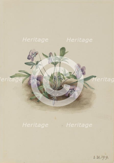 Southern Coast Violet (Viola septemloba), 1919. Creator: Mary Vaux Walcott.